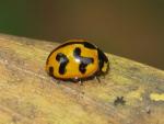Transverse Ladybird - Ladybird species | CHIAMAIAS JISHEBI | ჭიამაიას ჯიშები